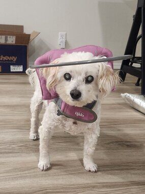 Muffin's Halo